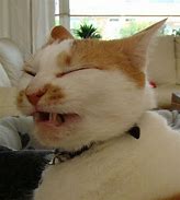 Image result for Cat Sneeze Meme