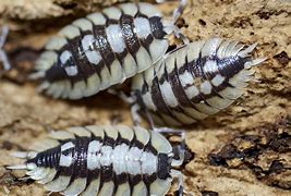 Image result for Cool Isopods