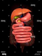 abdominal organ 的图像结果