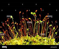 Image result for Moss Plant