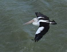 Image result for Pelican Flying Over River