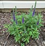 Image result for Veronica spicata Glory ® (ROYAL CANDLES)