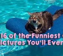 Image result for Russian Cat Funny