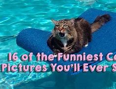 Image result for Cool Funny Cats