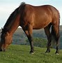 Image result for People with Rare Horses