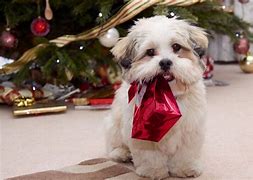 Image result for Christmas Dog Images Funny