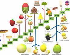 Image result for Different Kinds of Fruit Trees