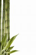 Image result for Bamboo as a Not Wood