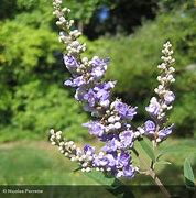 Image result for Vitex agnus-castus Albus