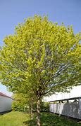 Image result for Acer campestre Nanum