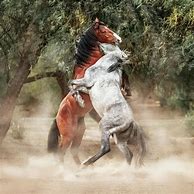 Image result for Wild Horses Rearing
