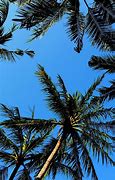 Image result for Palm Tree Wallpapers