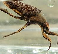 Image result for Giant Water Bug Eating