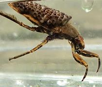 Image result for Ferocious Water Bug