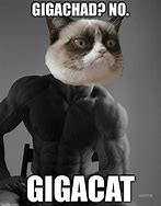 Image result for Giga Chad Cat Meme