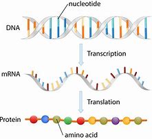 Image result for DNA mRNA Protein