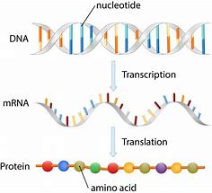Image result for mRNA Transcript