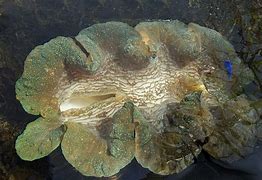 Image result for Coos Bay Oregon Quahog Clam