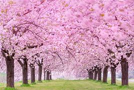 Sakura Tree 的图像结果