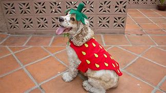Image result for Dog Costumes Unique