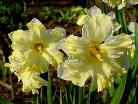 Image result for Narcissus Cassata