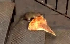 Image result for New York Rat Meme