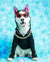 Image result for Swaggy WolfDog