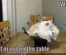 Image result for Cat Table Meme