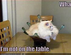 Image result for Cat at Table Meme Korrin