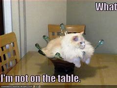 Image result for Cat Table Meem