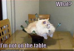 Image result for Cat at Table Steve Meme