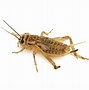 Image result for Sprickets Bug