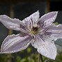 Bildergebnis für Clematis Hagley Hybrid