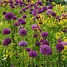 Image result for Allium aflatunense Purple Sensation