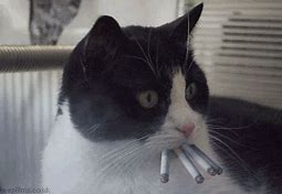 Image result for Cat Smoking Meme
