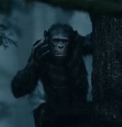 Image result for Apes Together Strong GIF Template