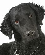 Image result for curly coated_retriever