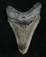 Image result for Razor-Sharp Teeth Lovecraftian