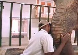Image result for Zookeeper Barry The Elephant