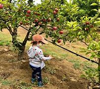 Image result for Apple Picking Farms