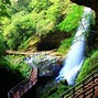 Image result for Taiwan Forest