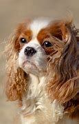 Image result for Cavalier King Charles Spaniel Puppies