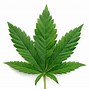 Image result for Difference Between Cannabis Sativa vs Indica