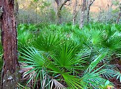Image result for Florida Native Plants