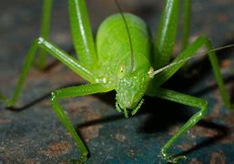 Image result for Green Cricket On White Background