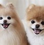 Image result for Famous Cute Dogs