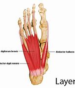 Image result for What Is 6 Inches in Feet