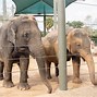 Image result for Elephant in Zoo