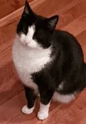 Image result for Black and White Cat and Their Meme