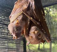 Image result for Demonic Tube-Nosed Fruit Bat